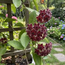 Dark Maroon Hoya Carnosa Flower Seeds for Planting Colorful Display Heirloom & GMO Free Seeds for Home Garden
 
 Sale