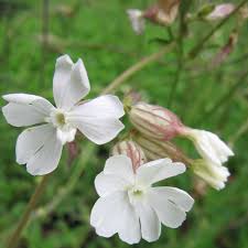 Campion Flower seeds for Planting - Wildflower Mix, Heirloom & GMO Free Seeds for Home Garden