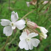 Campion Flower seeds for Planting - Wildflower Mix, Heirloom & GMO Free Seeds for Home Garden