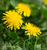 Taraxacum Flower seeds for Planting Cottage Garden Essential Heirloom & GMO Free Seeds for Home Garden 
 
 Sale