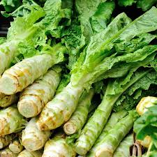 Celtuce Seeds for Planting | Grow Your Own Vegetable