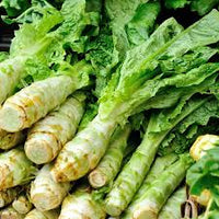 Celtuce Seeds for Planting | Grow Your Own Vegetable