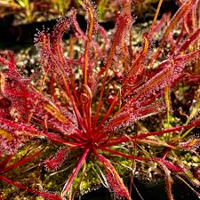 Dark Red Sundew for Planting Perfect for Borders Heirloom & GMO Free Seeds for Home Garden
 
 Sale