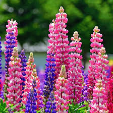 Burgundy Lupine Flower Seeds for Planting – Vibrant Heirloom NonGMO Seeds for Home Garden & Outdoor Blooms
 
 Sale