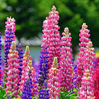 Burgundy Lupine Flower Seeds for Planting – Vibrant Heirloom NonGMO Seeds for Home Garden & Outdoor Blooms
 
 Sale