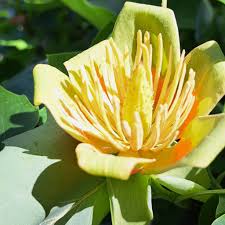 Liriodendron Flower seeds for Planting - Drought Tolerant, Heirloom & GMO Free Seeds for Home Garden