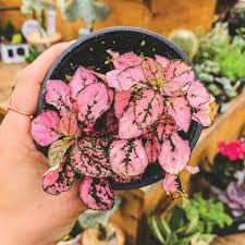 Pink Hypoestes Polka Flower seeds for Planting - Pollinator Friendly, Heirloom & GMO Free Seeds for Home Garden