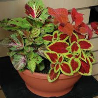 Brown Coleus for Planting Bright Blooms Heirloom & GMO Free Seeds for Home Garden
 
 Sale