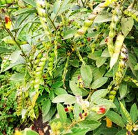 Jamaica Gungo Vegetable Seeds for Planting  High-Quality Seeds for Your Garden
