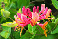 Honeysuckle Lonicera Seeds for Planting - Vibrant Flowering Plant
