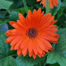 Orange Gerbera Jamesonii Flower seeds for Planting - Easy to Grow, Heirloom & GMO Free Seeds for Home Garden
