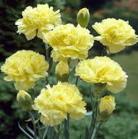 Light Yellow Dianthus Caryophyllus Flower Seeds for Planting Bright Blooms Heirloom & GMO Free Seeds for Home Garden
 
 Sale