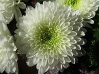Green White Chrysanthemum Flower seeds for Planting - Bright Blooms, Heirloom & GMO Free Seeds for Home Garden