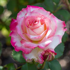 Light Pink Snow Rose Flower Seeds for Planting Colorful Display Heirloom & GMO Free Seeds for Home Garden
 
 Sale