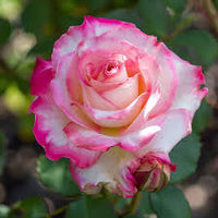 Light Pink Snow Rose Flower Seeds for Planting Colorful Display Heirloom & GMO Free Seeds for Home Garden
 
 Sale