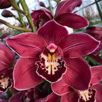 Dark Red Orchid Flower seeds for Planting - Fragrant Blossoms, Heirloom & GMO Free Seeds for Home Garden