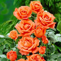 Orange Climbing Rose Seeds Flower seeds for Planting Hardy Variety Heirloom & GMO Free Seeds for Home Garden