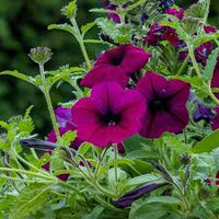 Burgundy Petunia Flower seeds for Planting - Shade Tolerant, Heirloom & GMO Free Seeds for Home Garden