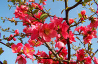 Red Chimonanthus Flower seeds for Planting - Cottage Garden Essential, Heirloom & GMO Free Seeds for Home Garden