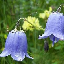Blue Bell Orchid Flower Seeds for Planting – Heirloom NonGMO Fragrant Organic Garden Seeds with High Germination
 
 Sale