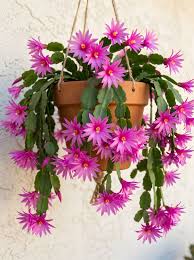 Pink Hatiora Rosea Planting Seeds - Beautiful Perennial Flower Seeds