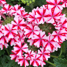 Stripe Verbena Flower seeds for Planting - Wildflower Mix, Heirloom & GMO Free Seeds for Home Garden