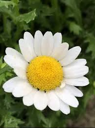 White Paludosum Flower seeds for Planting - Cut Flower Favorite, Heirloom & GMO Free Seeds for Home Garden