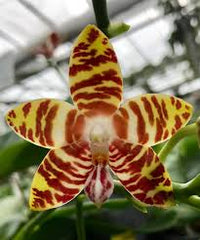 White Brown Phalaenopsis Orchid Seeds Flower seeds for Planting - Garden Favorite, Heirloom & GMO Free Seeds for Home Garden