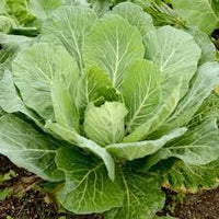 Green Collard Vegetable Seeds for Planting
