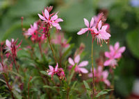 Gaura Flower seeds for Planting Easy to Grow Heirloom & GMO Free Seeds for Home Garden