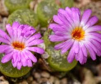 Green Conophytum Ernianum Flower Seeds | Unique Planting Seeds for Your Garden