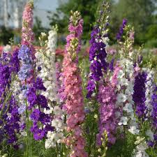 Delphinium Flower seeds for Planting - Cottage Garden Essential, Heirloom & GMO Free Seeds for Home Garden