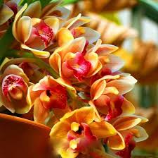 Rose Cymbidium Maxillaria Flower Seeds for Planting Bright Blooms Heirloom & GMO Free Seeds for Home Garden
 
 Sale