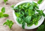 Mentha Piperita Seeds for Vegetable Planting