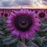 Deep Purple Sunflower Flower seeds for Planting - Cottage Garden Essential, Heirloom & GMO Free Seeds for Home Garden