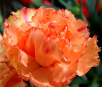 Orange Carnation Flower Seeds for Planting – Compact Growth Heirloom & GMO Free Seeds for Home Garden
 
 Sale