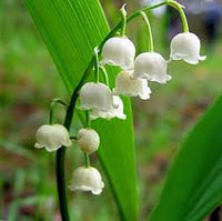Bell Orchid Flower seeds for Planting - Perfect for Borders, Heirloom & GMO Free Seeds for Home Garden