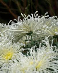 Japan Spider Chrysanthemum Flower seeds for Planting - Garden Favorite, Heirloom & GMO Free Seeds for Home Garde