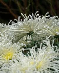 Japan Spider Chrysanthemum Flower seeds for Planting - Garden Favorite, Heirloom & GMO Free Seeds for Home Garde