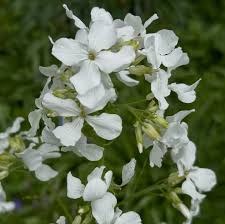 Lunaria Annua Variegata Money Flower seeds for Planting - Premium Quality, Heirloom & GMO Free Seeds for Home Garden