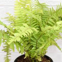 Yellow Green Fern for Planting Sun Loving Heirloom & GMO Free Seeds for Home Garden
 
 Sale