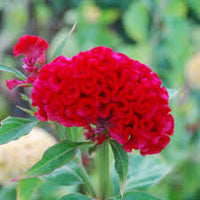 Red Chandelier for Planting Seasonal Bloomer Heirloom & GMO Free Seeds for Home Garden
 
 Sale
