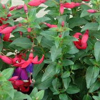 Red Violet Fuchsia Hybrida Seeds for Planting Cottage Garden Essential Heirloom & GMO Free Seeds for Home Garden
 
 Sale