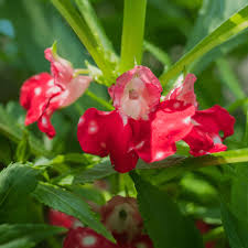 Mixed Balsamine Flower seeds for Planting - Cottage Garden Essential, Heirloom & GMO Free Seeds for Home Garden