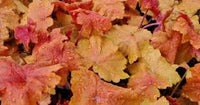 Light Orange Heuchera Flower Seeds for Planting Heirloom NONGMO Seeds for Garden Growth Colorful Display 
 
 Sale