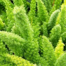 Beautifull Asparagus Meyeri Foxtail Fern Flower seeds for Planting - Hardy Variety, Heirloom & GMO Free Seeds for Home Garden