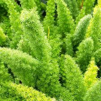 Beautifull Asparagus Meyeri Foxtail Fern Flower seeds for Planting - Hardy Variety, Heirloom & GMO Free Seeds for Home Garden