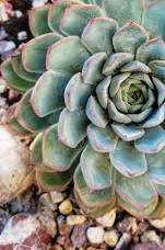 Blue Echeveria Derenbergii Seeds for Planting