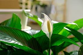 Green Spathiphyllum Flower seeds for Planting - Easy to Grow, Heirloom & GMO Free Seeds for Home Garden