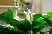 Green Spathiphyllum Flower seeds for Planting - Easy to Grow, Heirloom & GMO Free Seeds for Home Garden